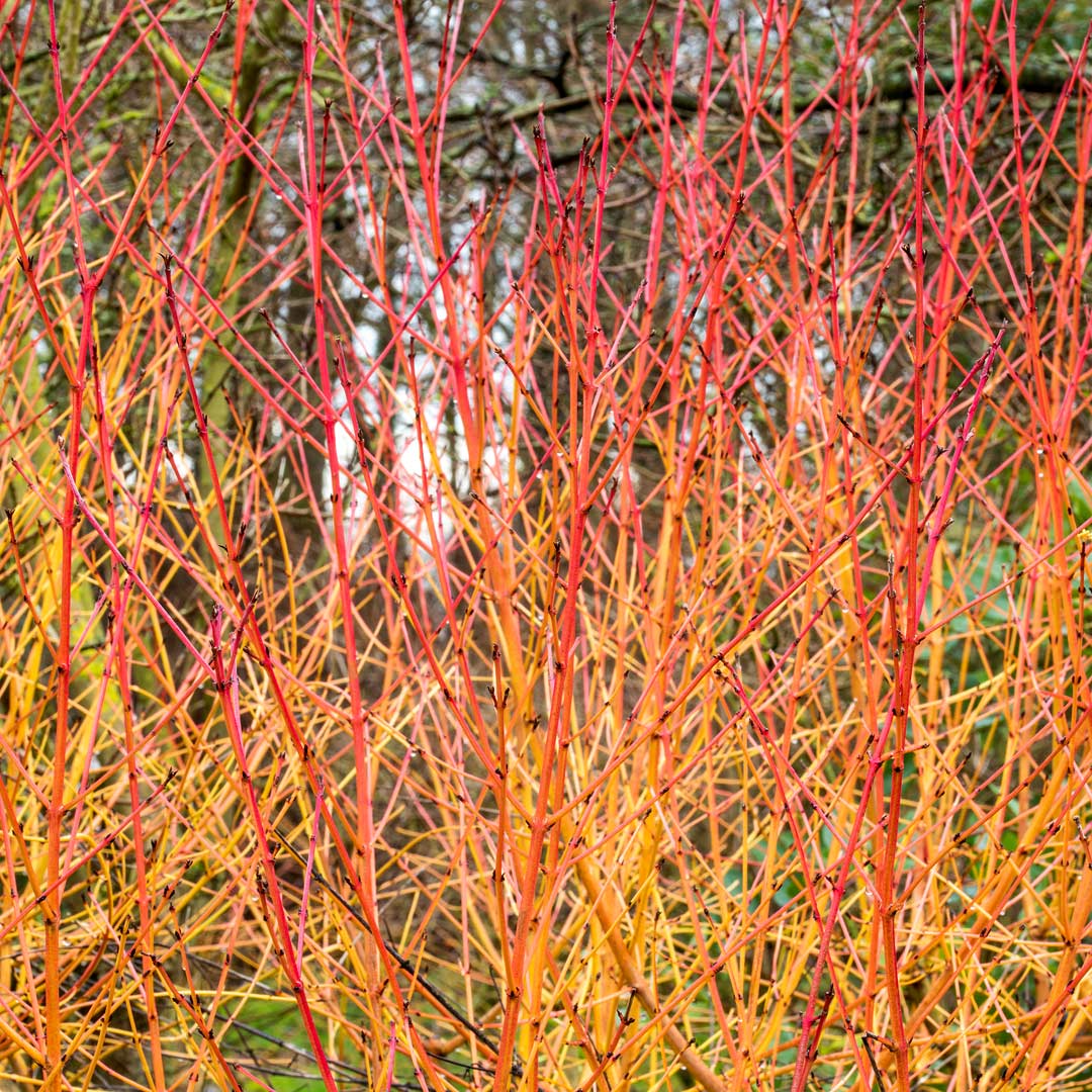 Cornus sanguinea 'Midwinter Fire' (Dogwood)