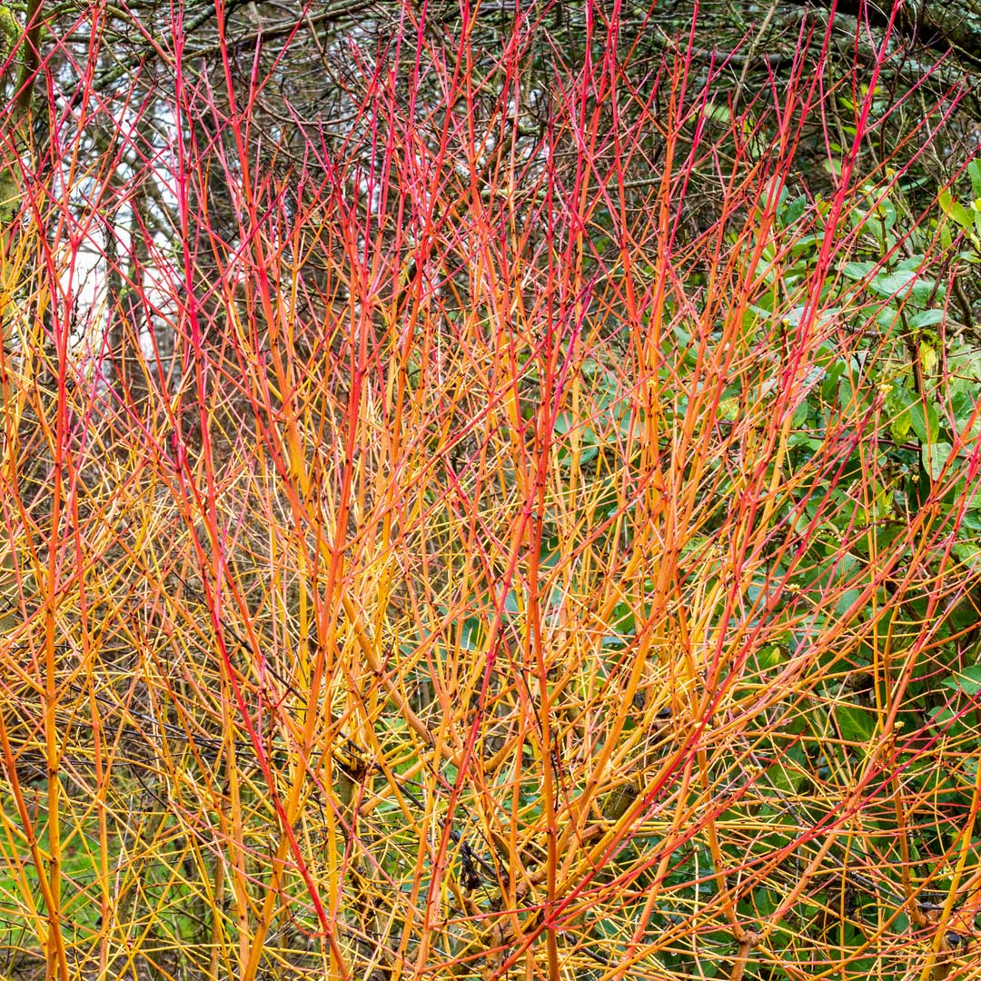 Dogwood, Cornus sanguinea 'Midwinter Fire', in the Tea Garden at Barnsdale Gardens.