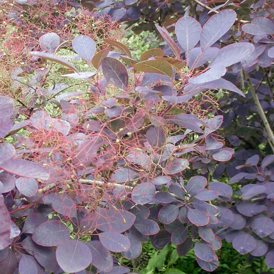 Cotinus coggygria 'Royal Purple'