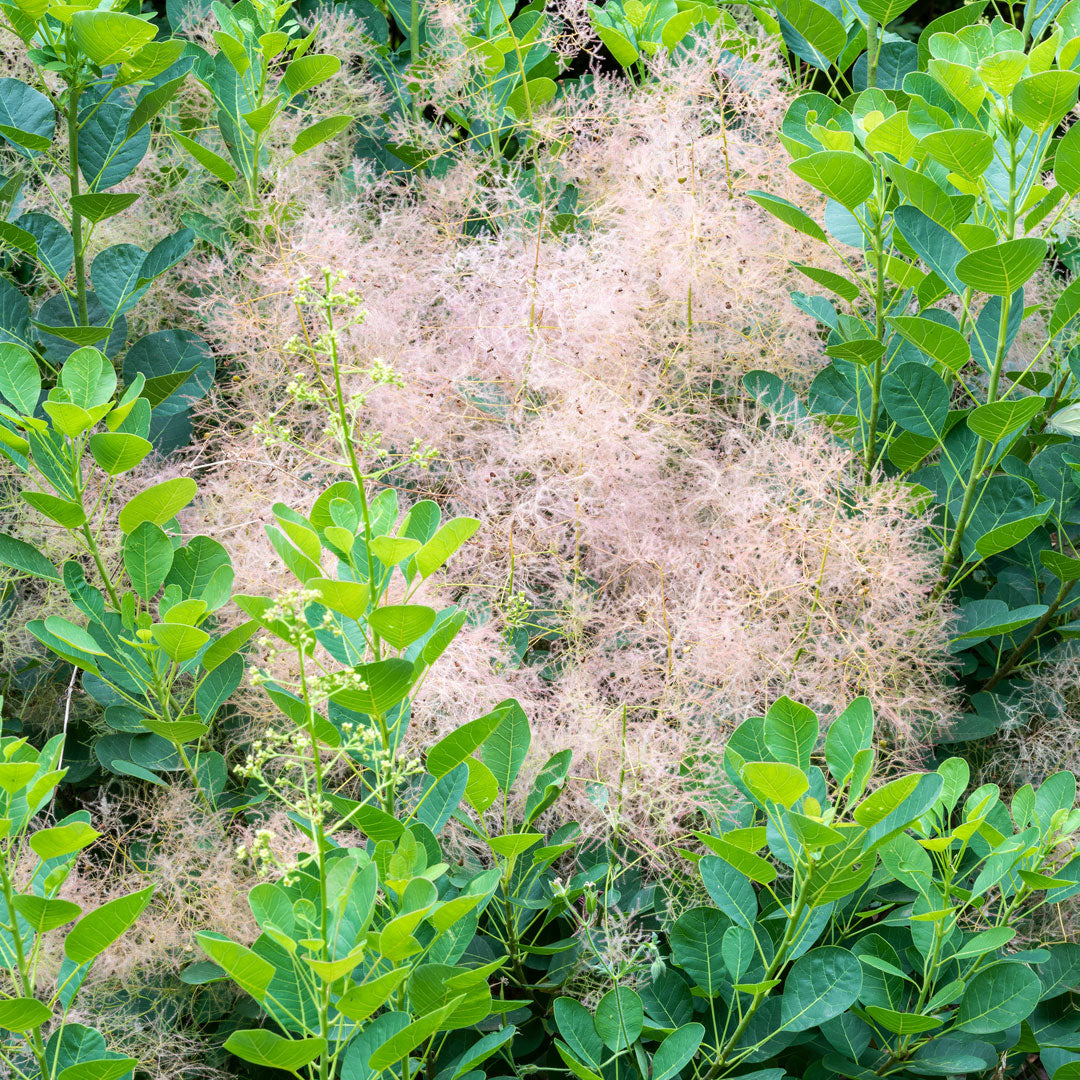 Cotinus coggygria 'Young Lady'