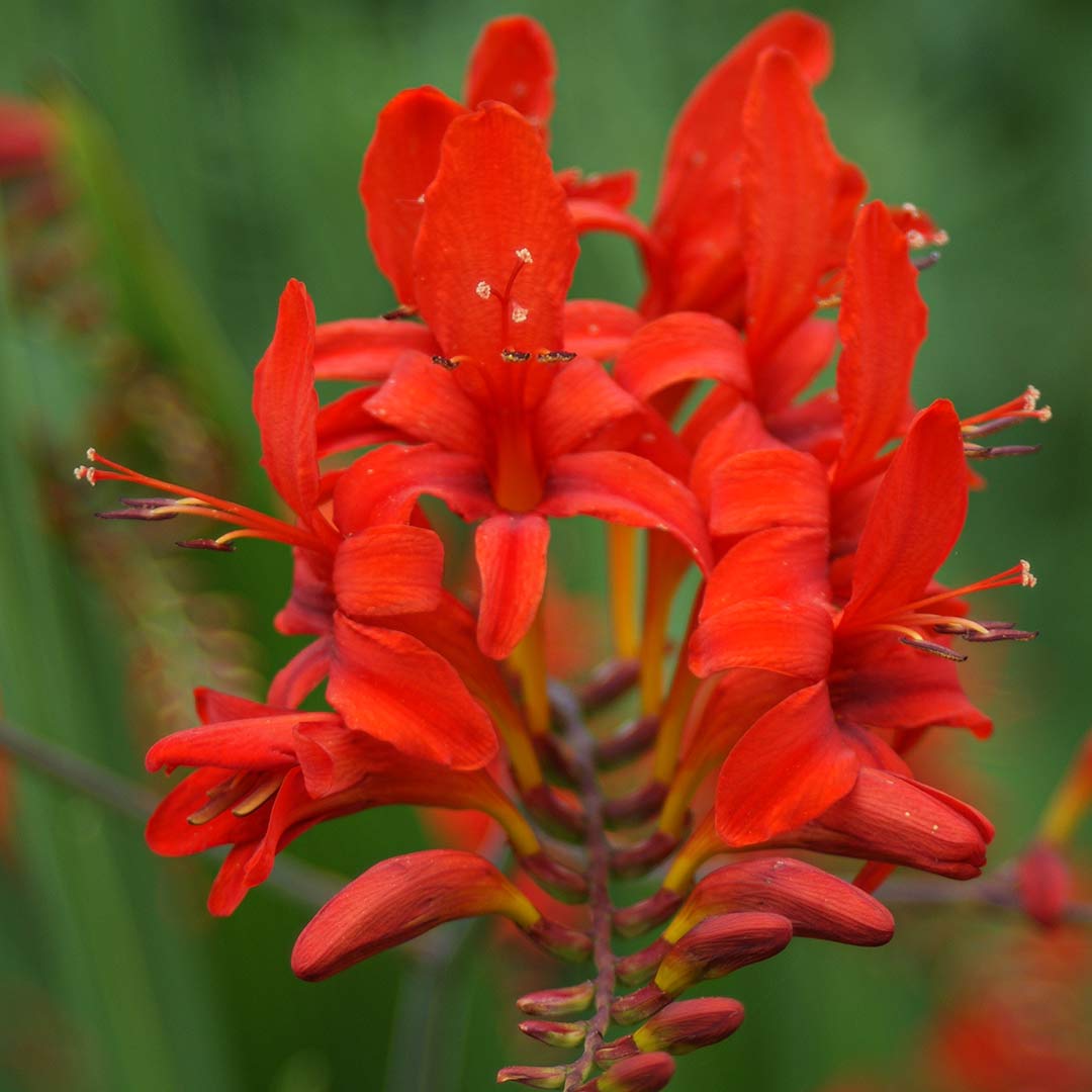 Close up of Montbretia, Crocosmia 'Lucifer' flower
