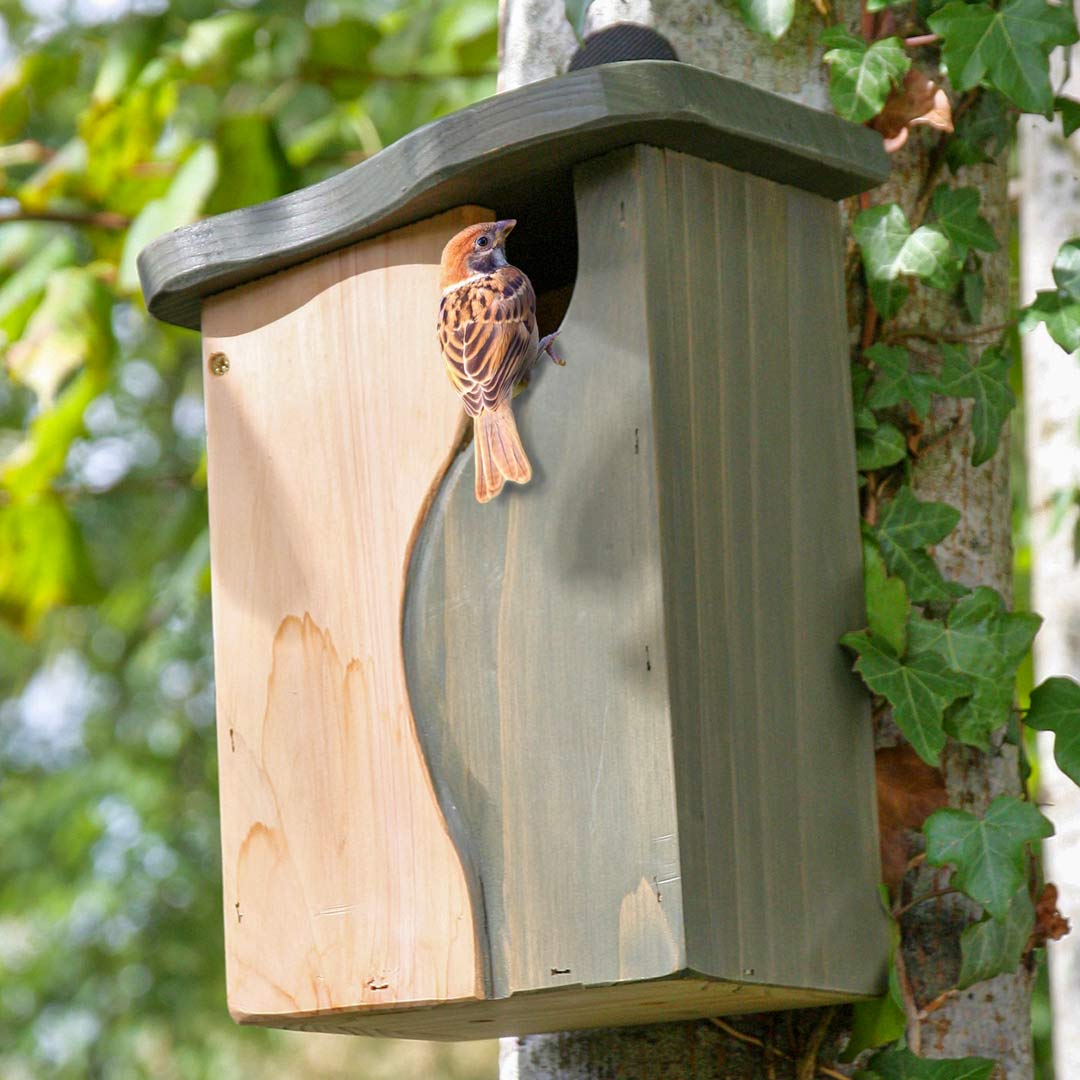 Curve, Cavity Nest Box, with bird at entrance