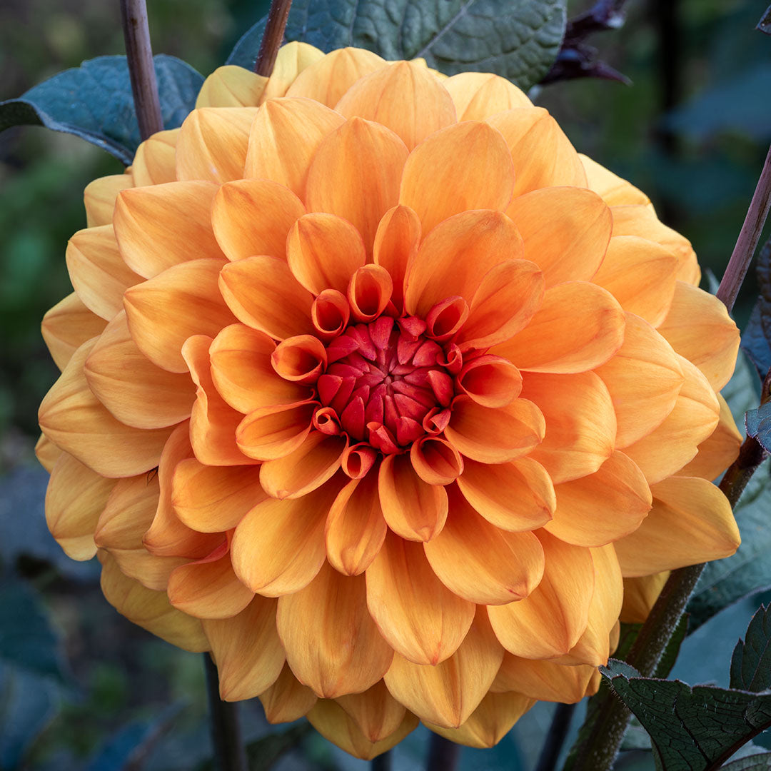 Dahlia 'David Howard'