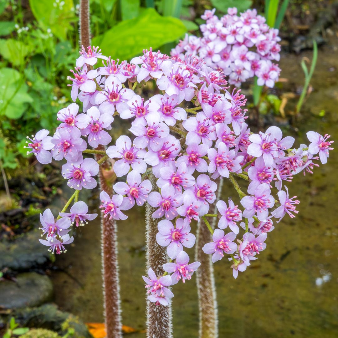 Darmera peltata