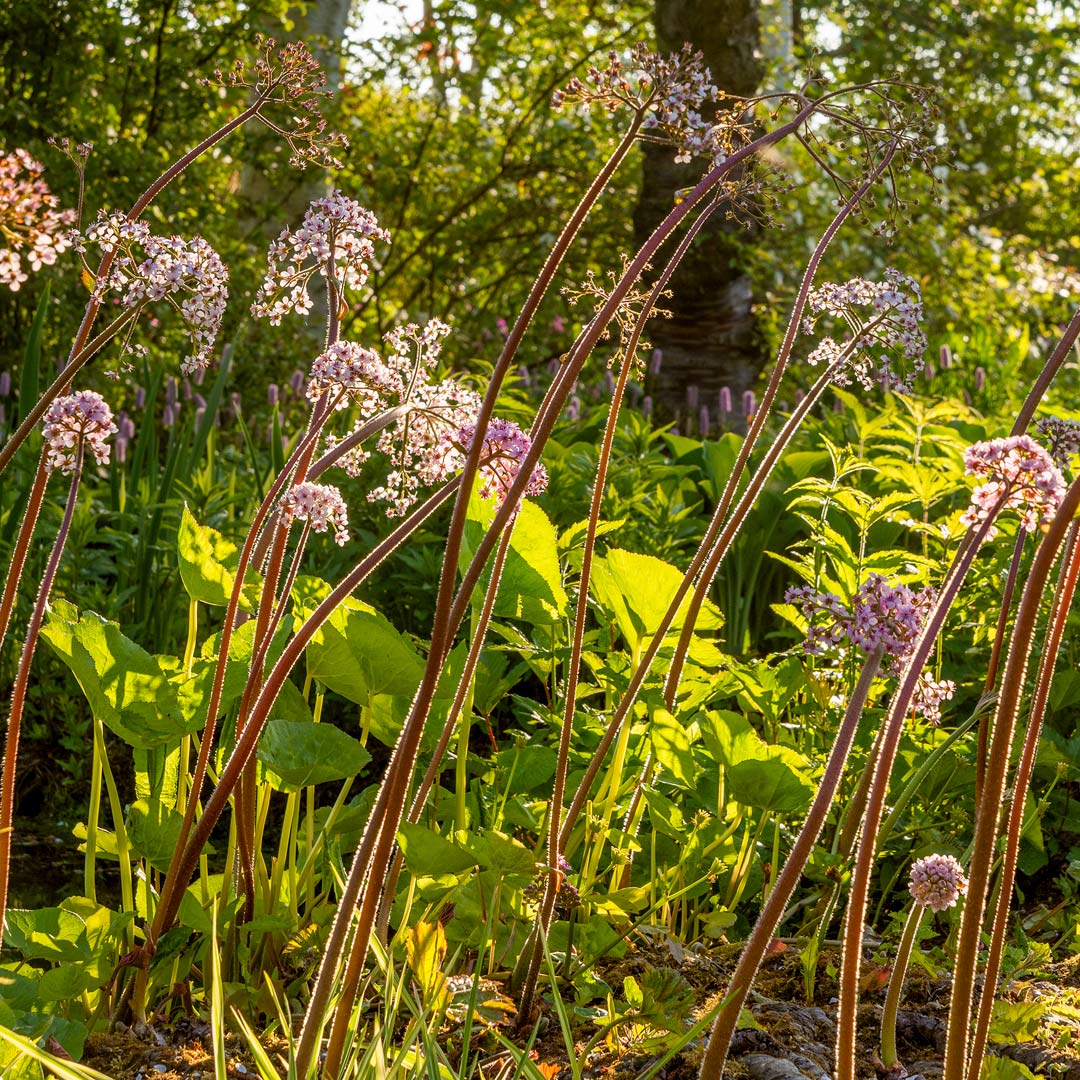 Darmera peltata, umbrella plant, Indian rhubarb
