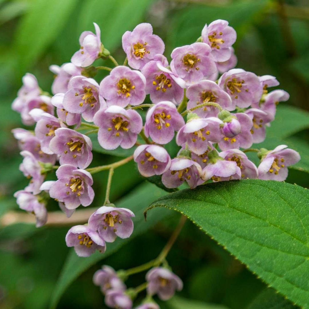 Deutzia compacta 'Lavender Time'