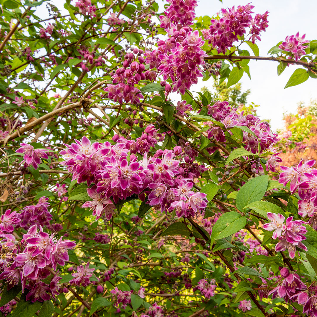 Deutzia 'Magicien'