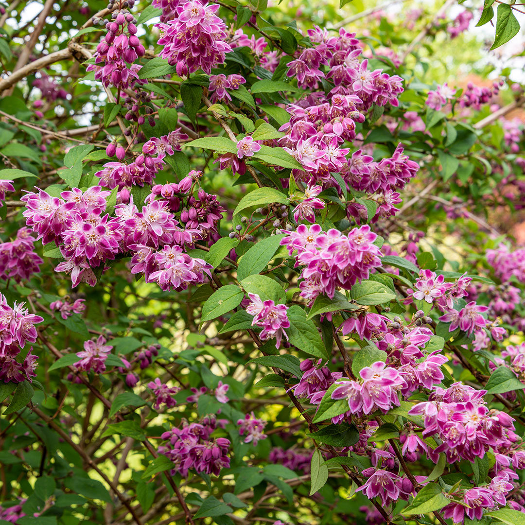Deutzia x hybrida Magicien