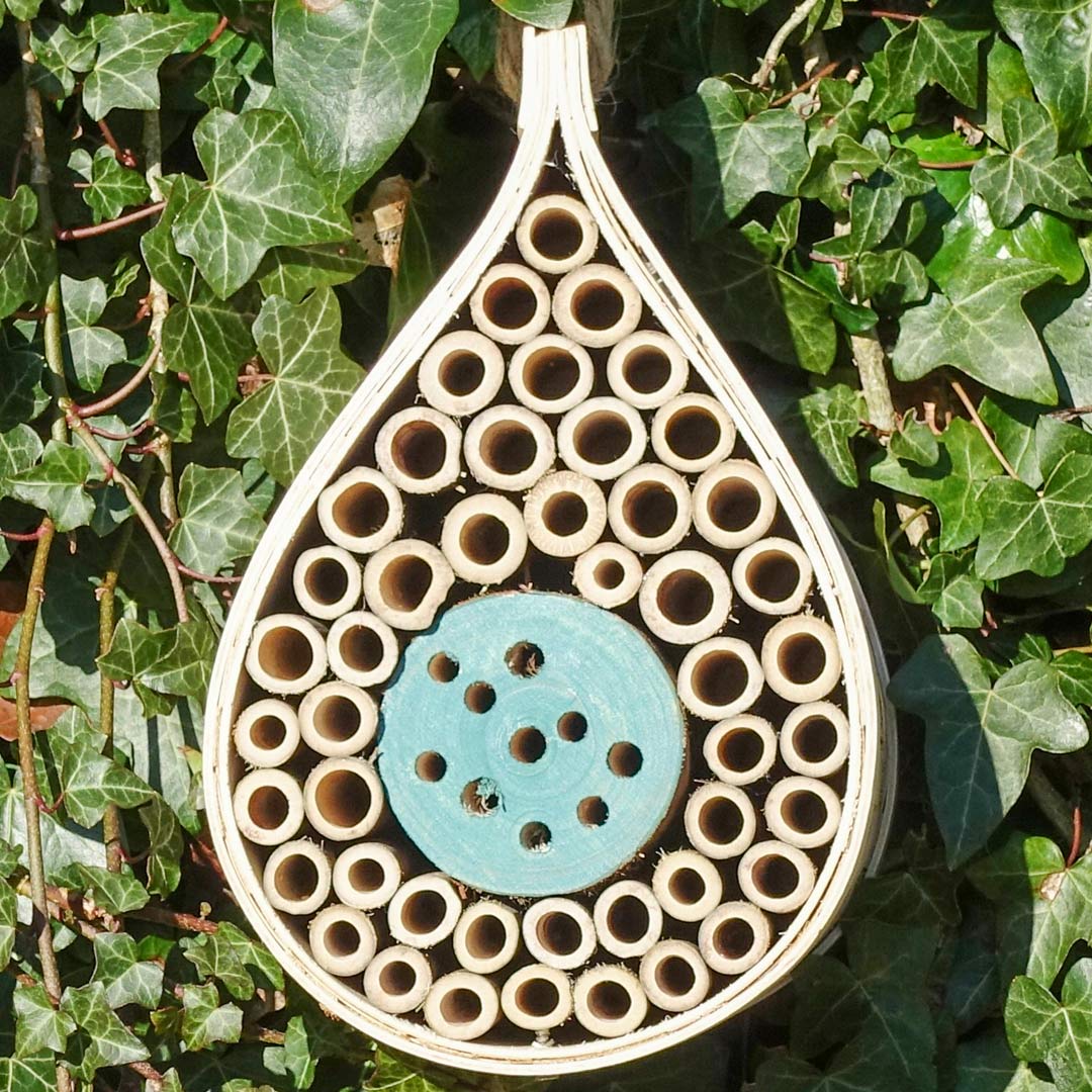 Dewdrop Butterfly / Insect habitat