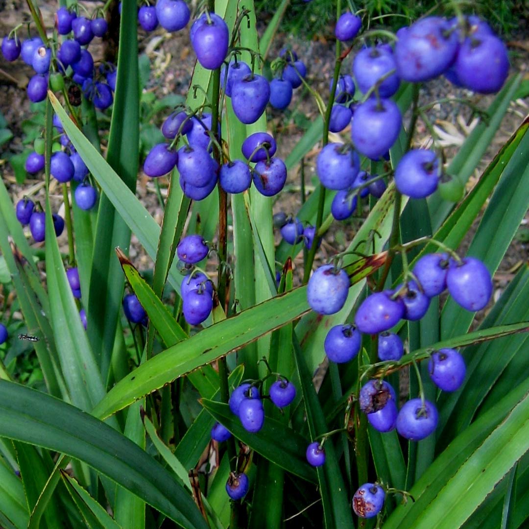 Dianella tasmanica 'Tas Red'