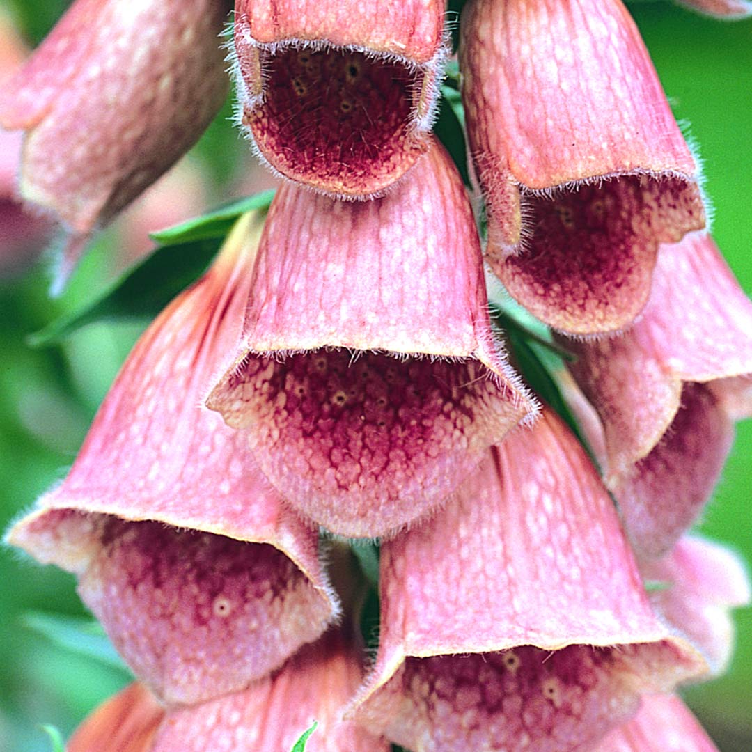 Digitalis x mertonensis