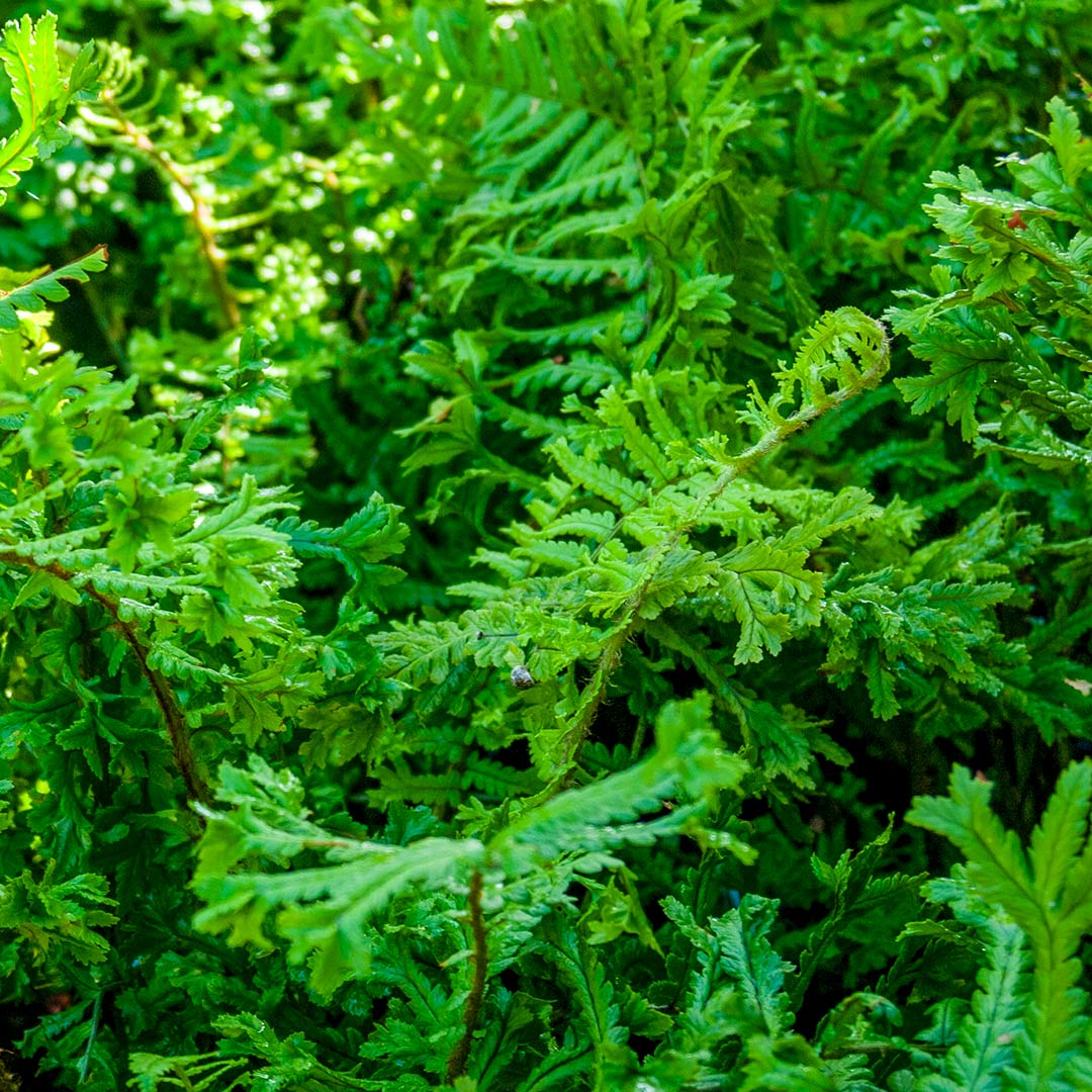 Dryopteris affinis 'Cristata The King'