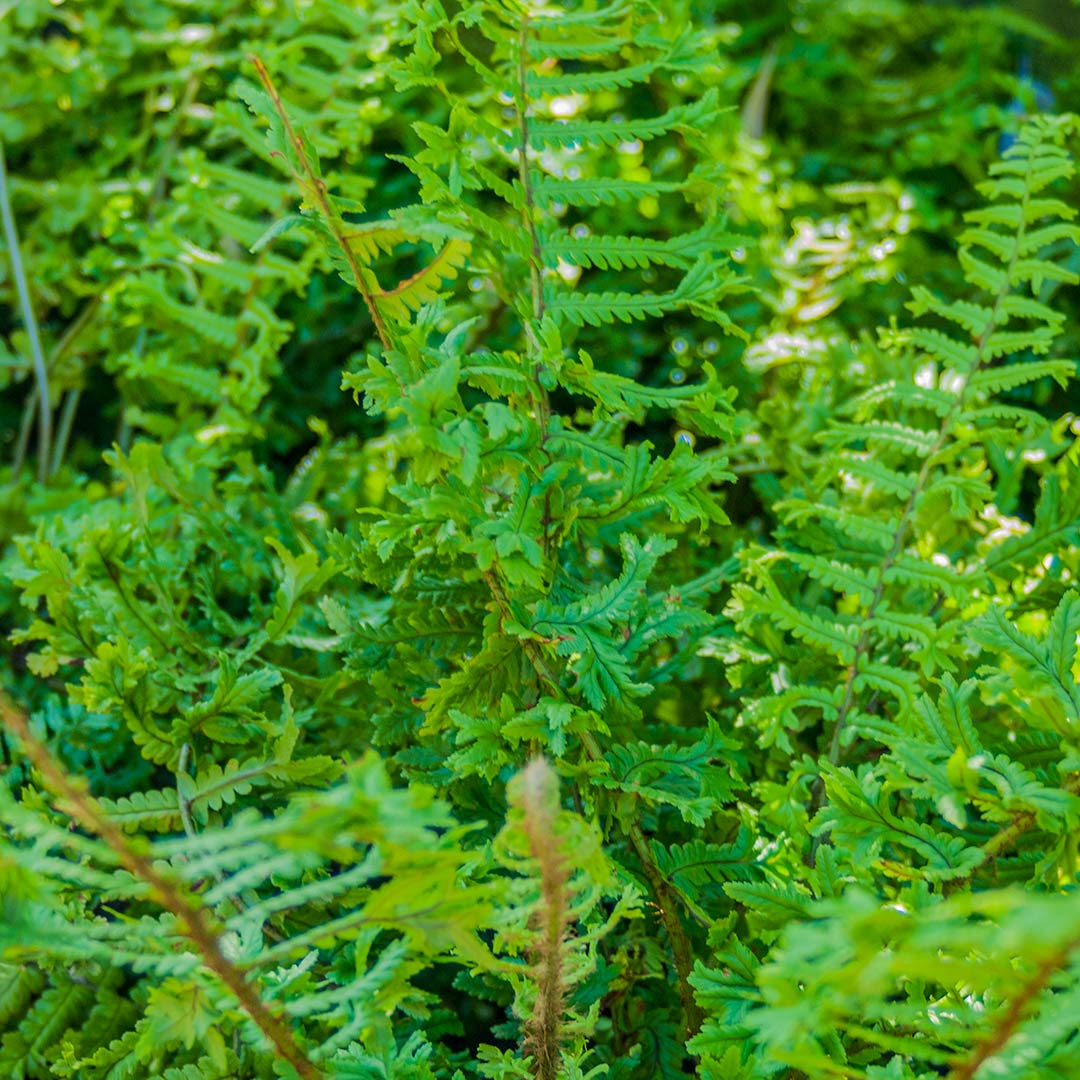 Dryopteris affinis Cristata The King