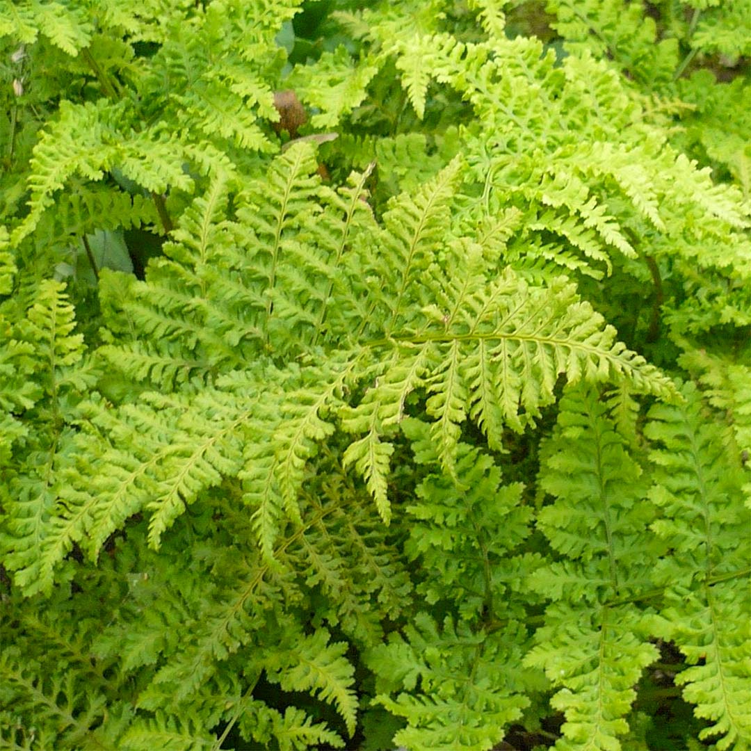 Dryopteris dilatata 'Crispa Whiteside'