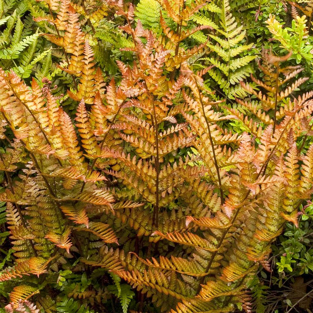 Dryopteris erythrosora