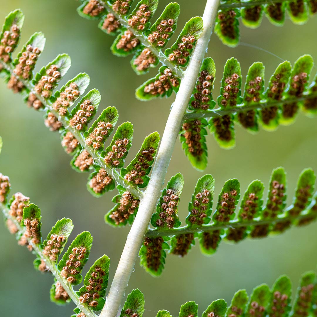 Dryopteris filix-mas close up