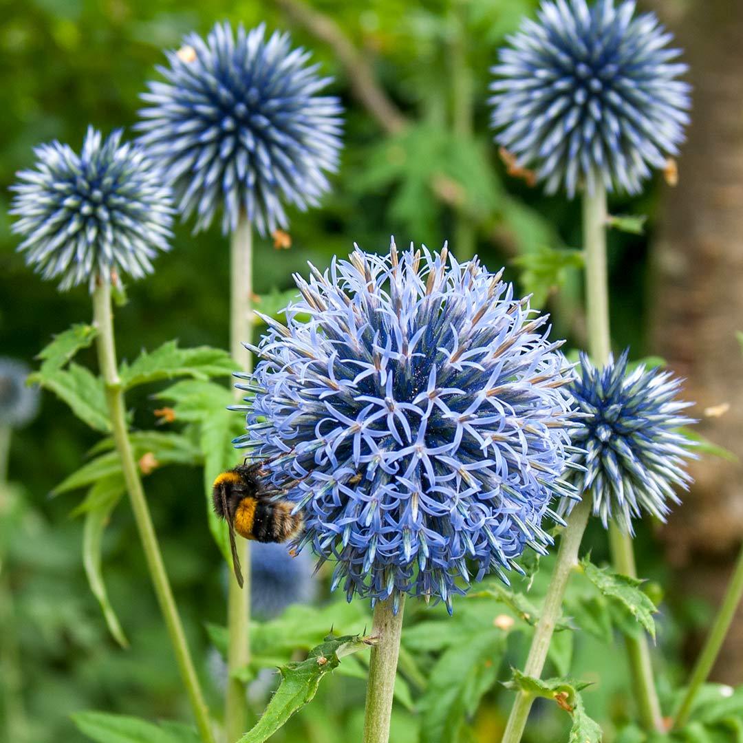 Echinops bannaticus Taplow Blue