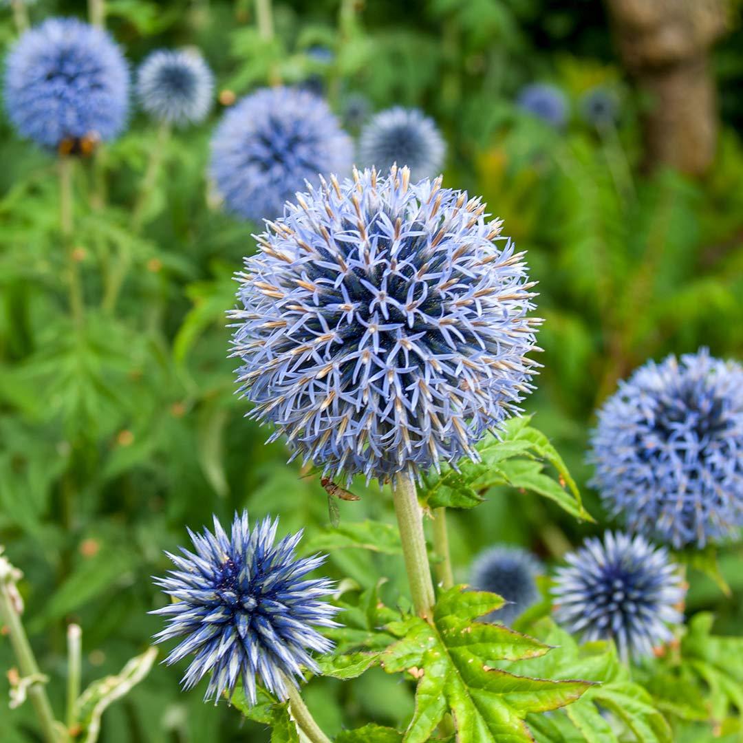 Echinops bannaticus 'Taplow Blue'