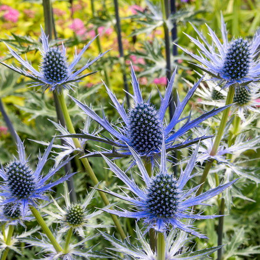 Eryngium x zabelii 'Big Blue'