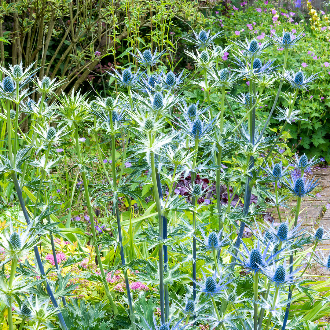 Eryngium x zabelii Big Blue