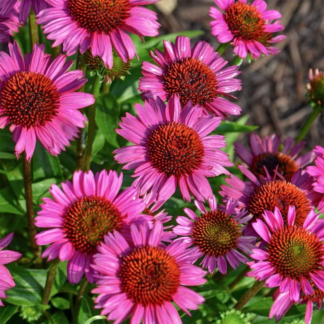 Echinacea purpurea 'Fatal Attraction'
