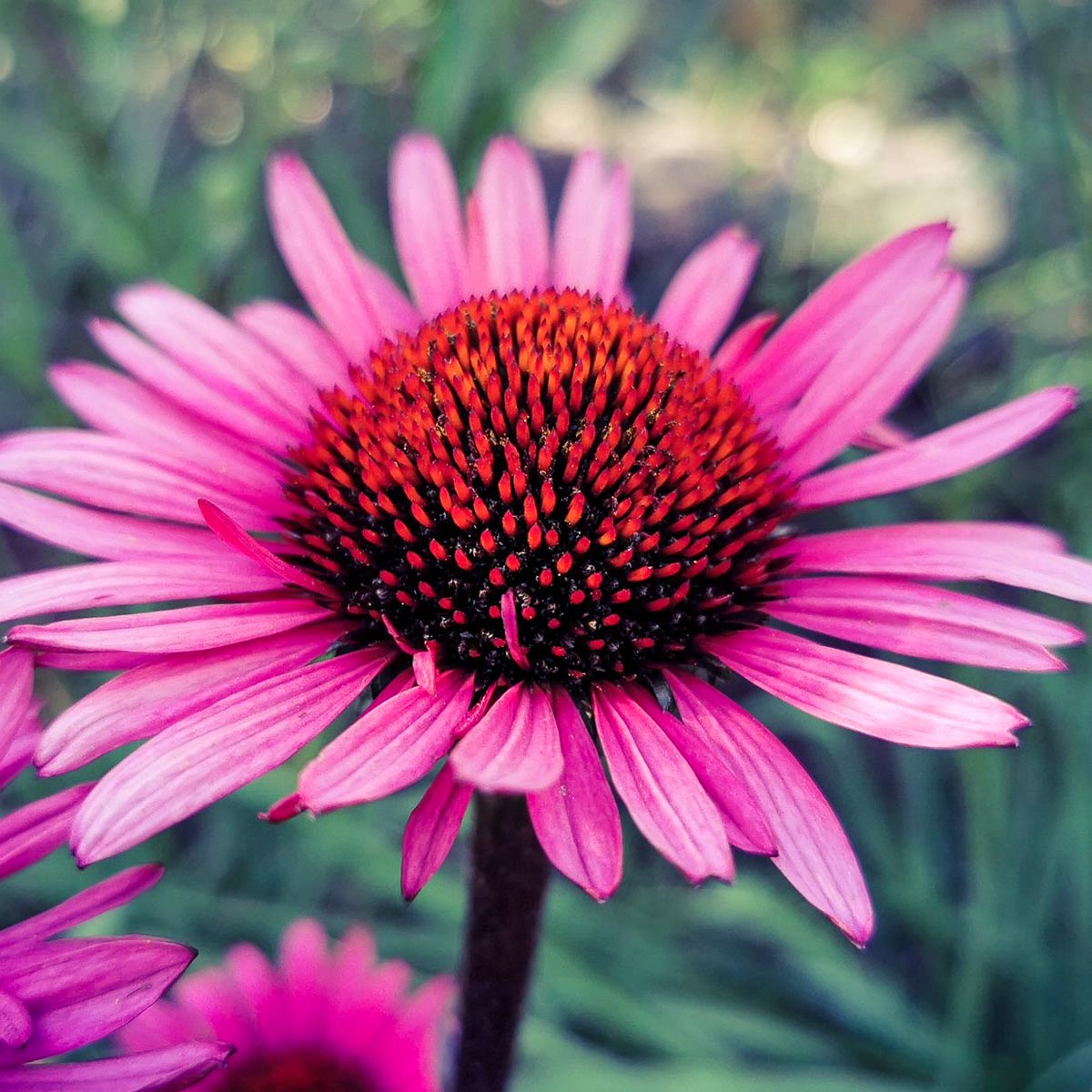 Echinacea purpurea 'Fatal Attraction'