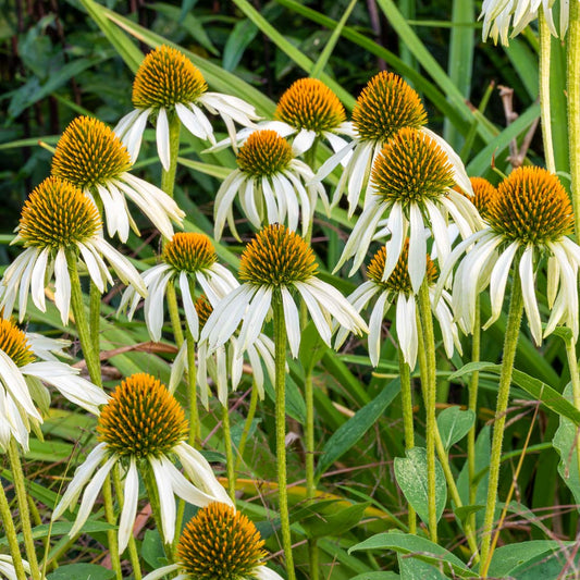 Echinacea purpurea 'White Swan'