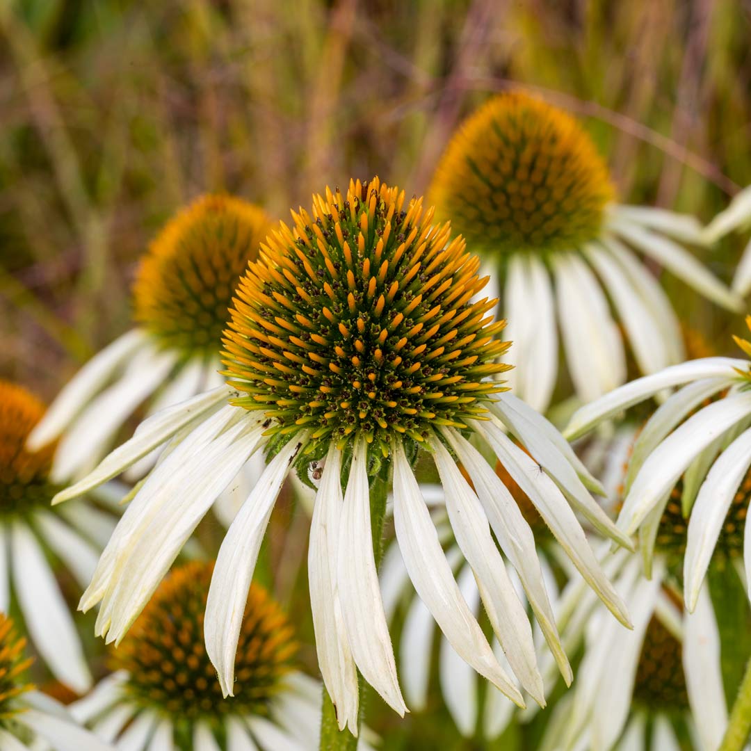Echinacea purpurea 'White Swan' close up
