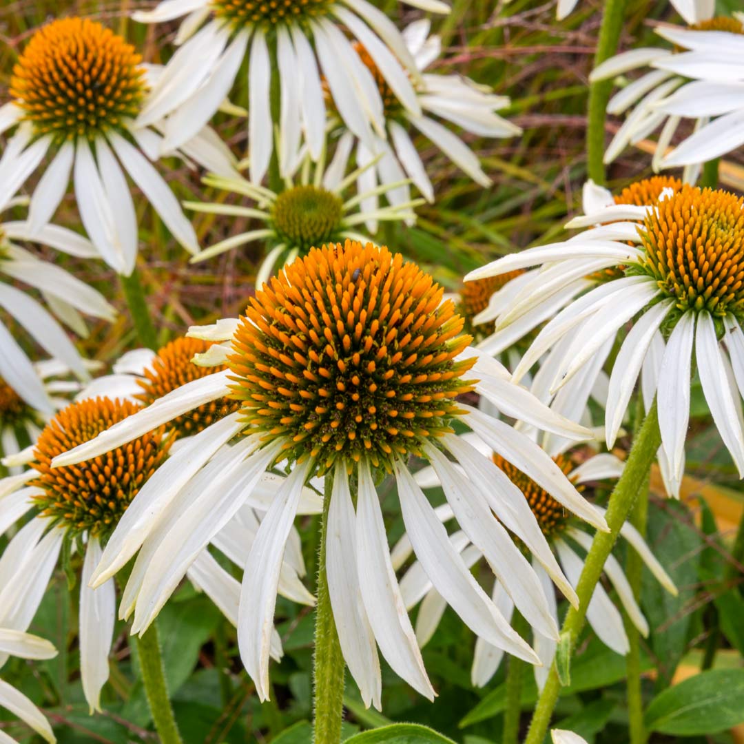 Echinacea purpurea White Swan