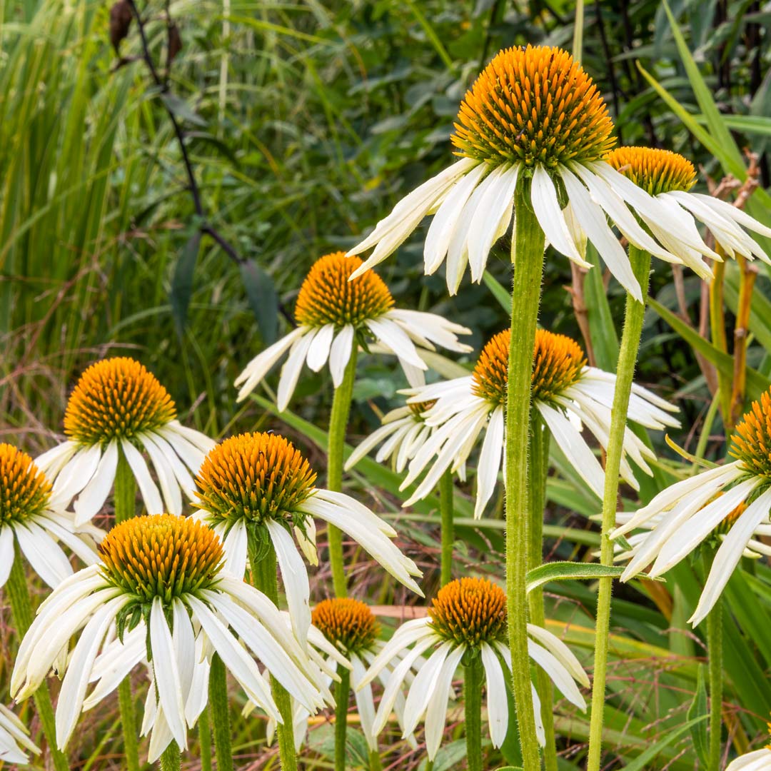 Echinacea purpurea 'White Swan'