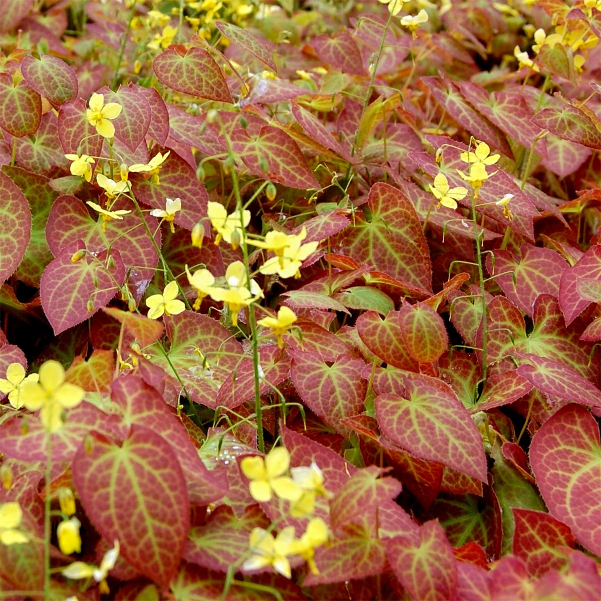 Epimedium grandiflorum 'Frohnleiten'