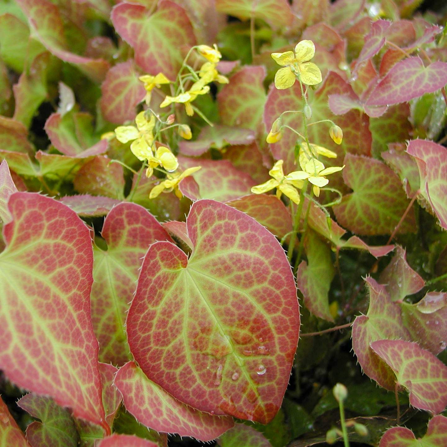 Epimedium grandiflorum 'Frohnleiten'