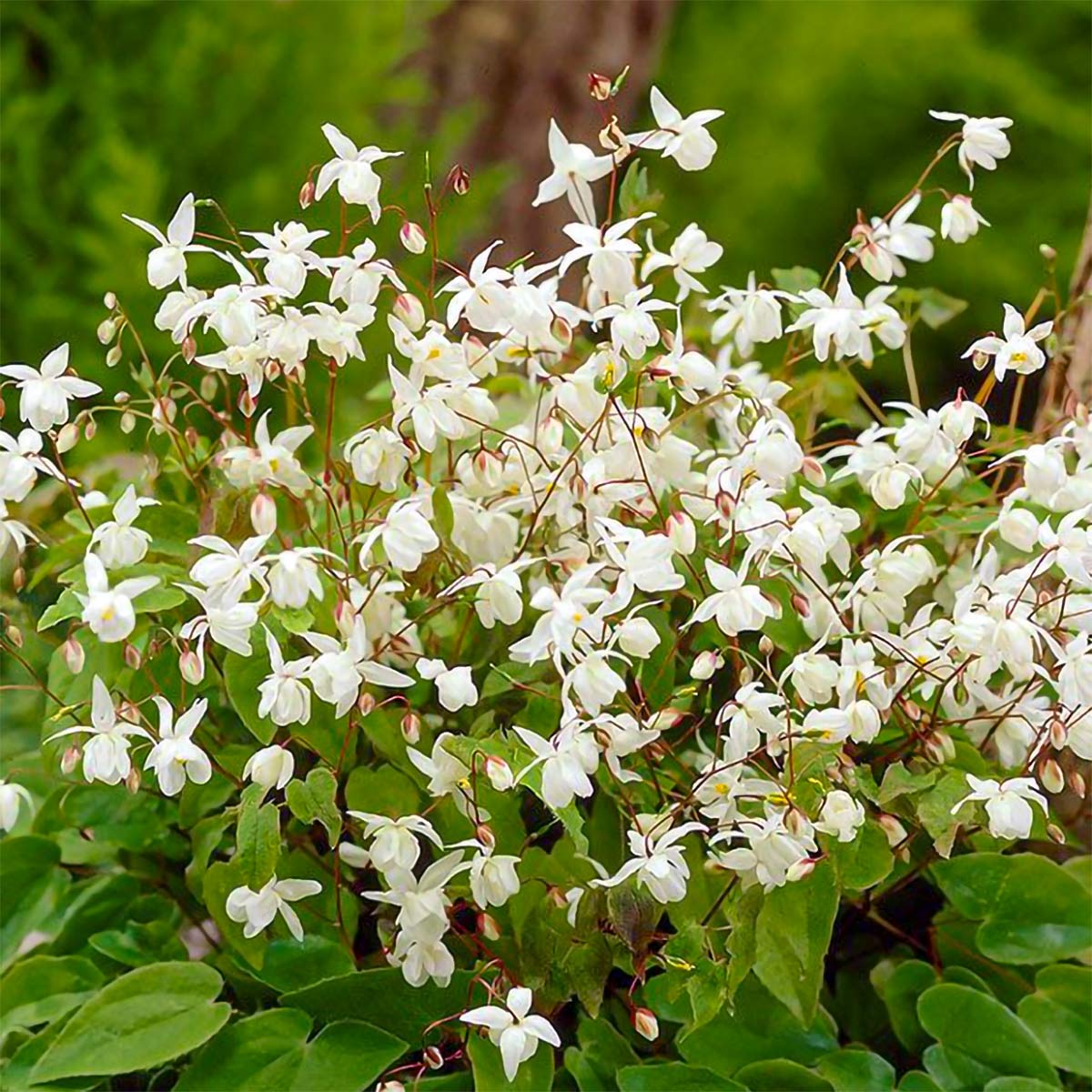 Epimedium Ć youngianum 'Niveum'