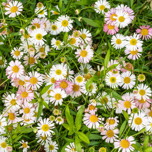 Erigeron 'Profusion'