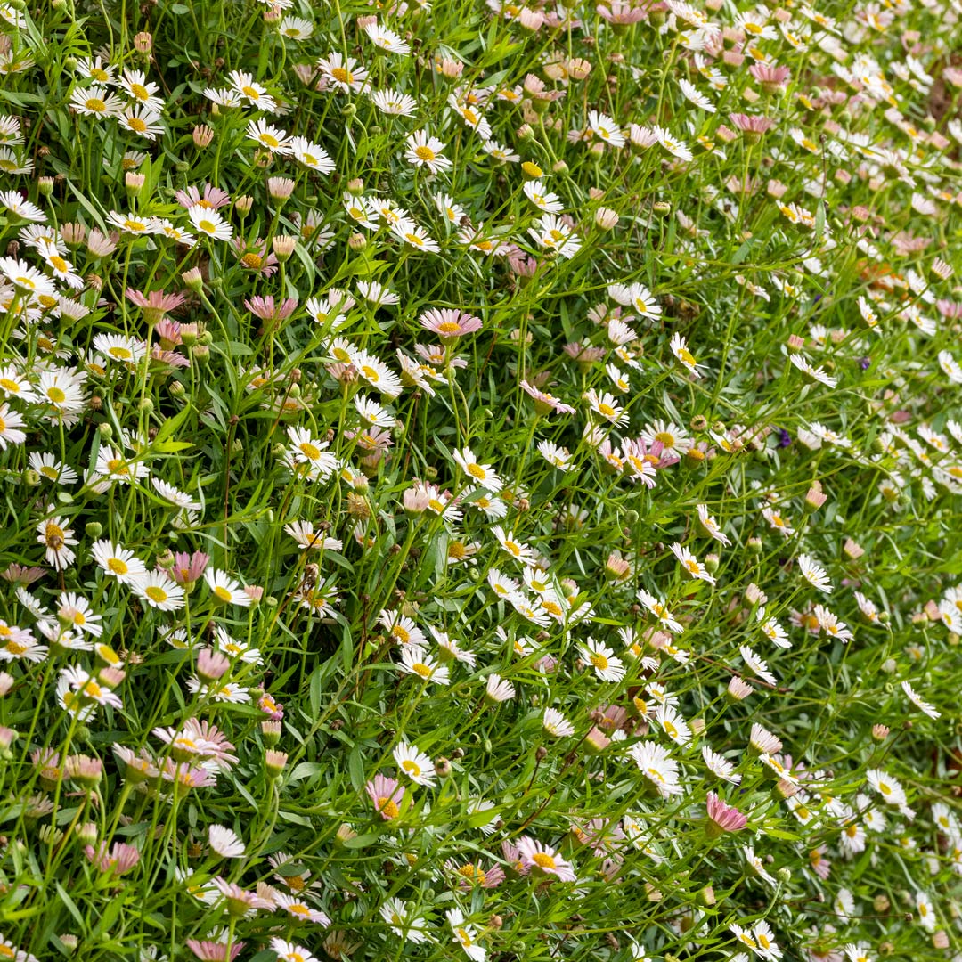 Erigeron karvinskianus āProfusionā