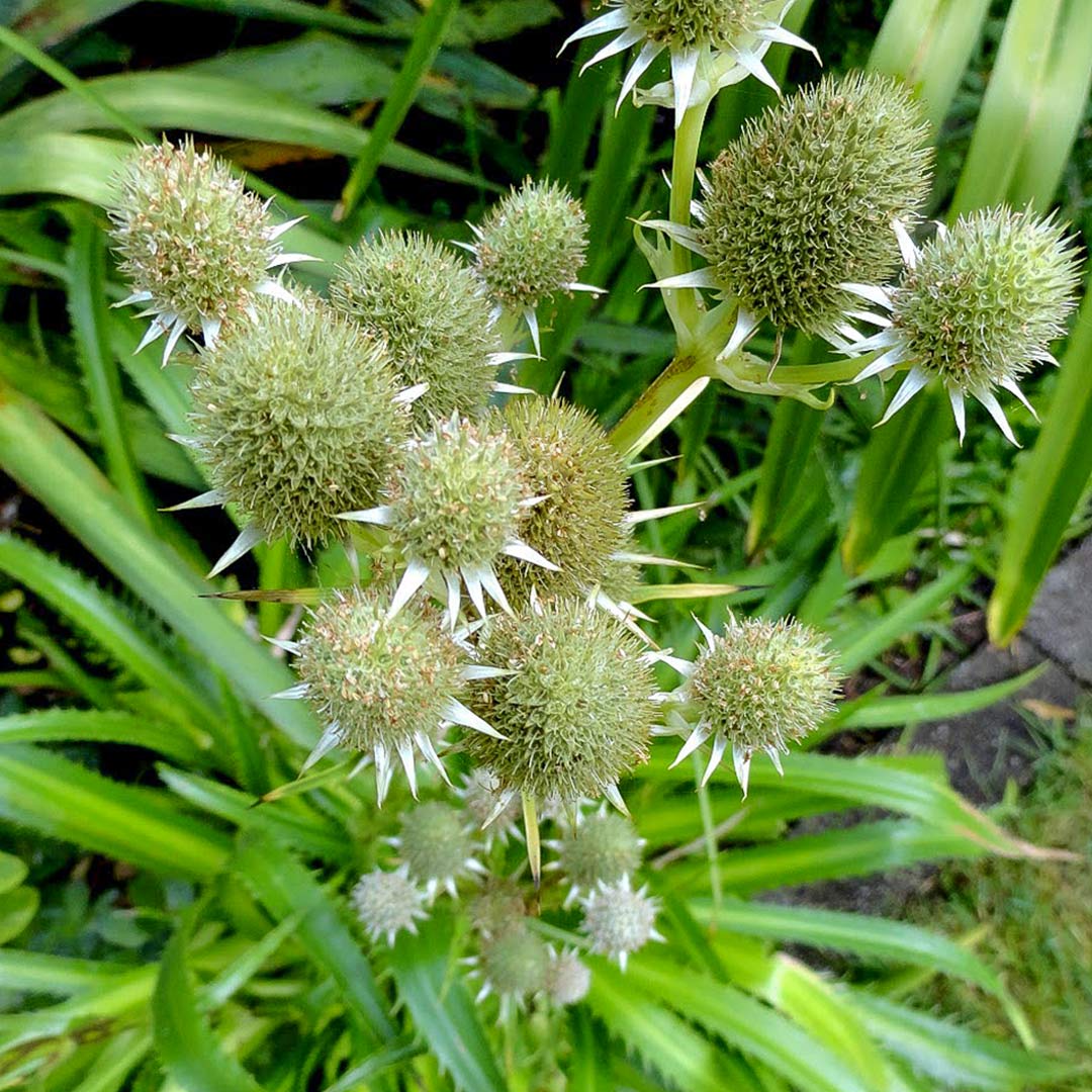 Eryngium agavifolium