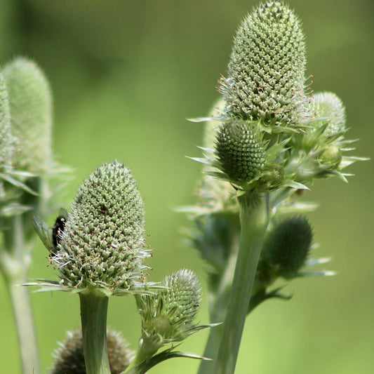 Eryngium agavifolium