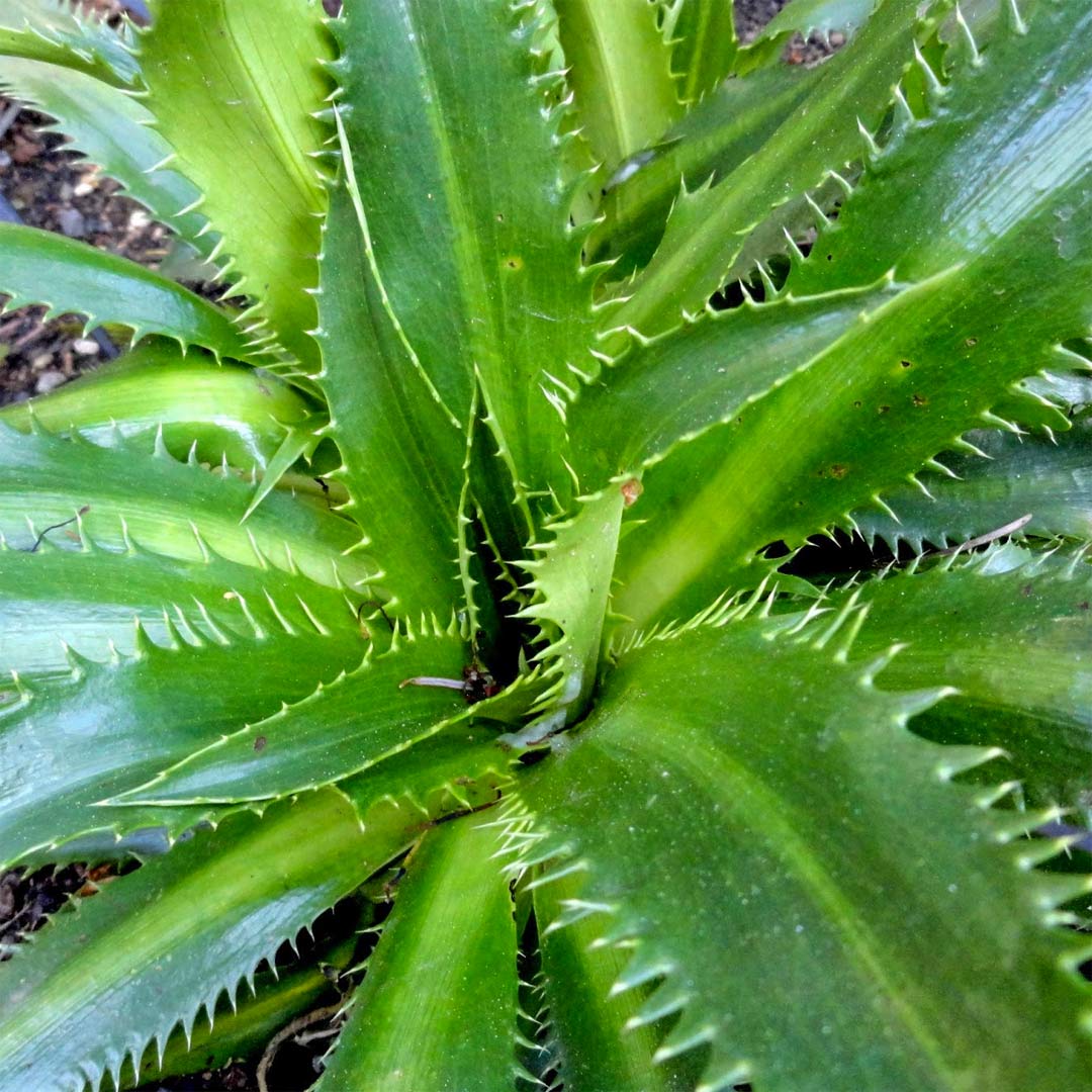 Eryngium agavifolium