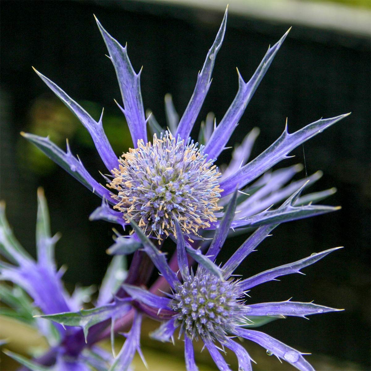 Eryngium bourgatii