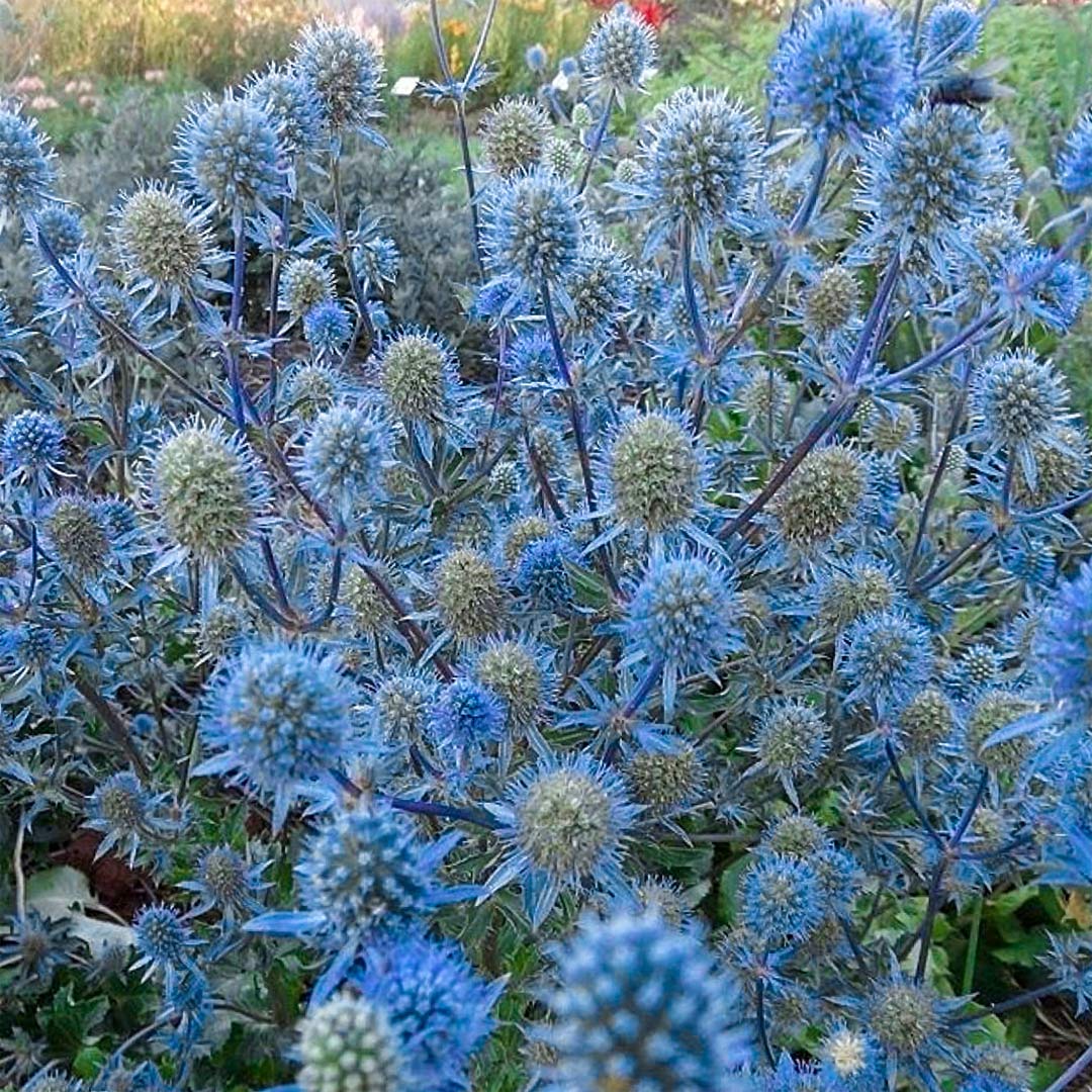 Eryngium planum 'Blaukappe' (Blue Cap)