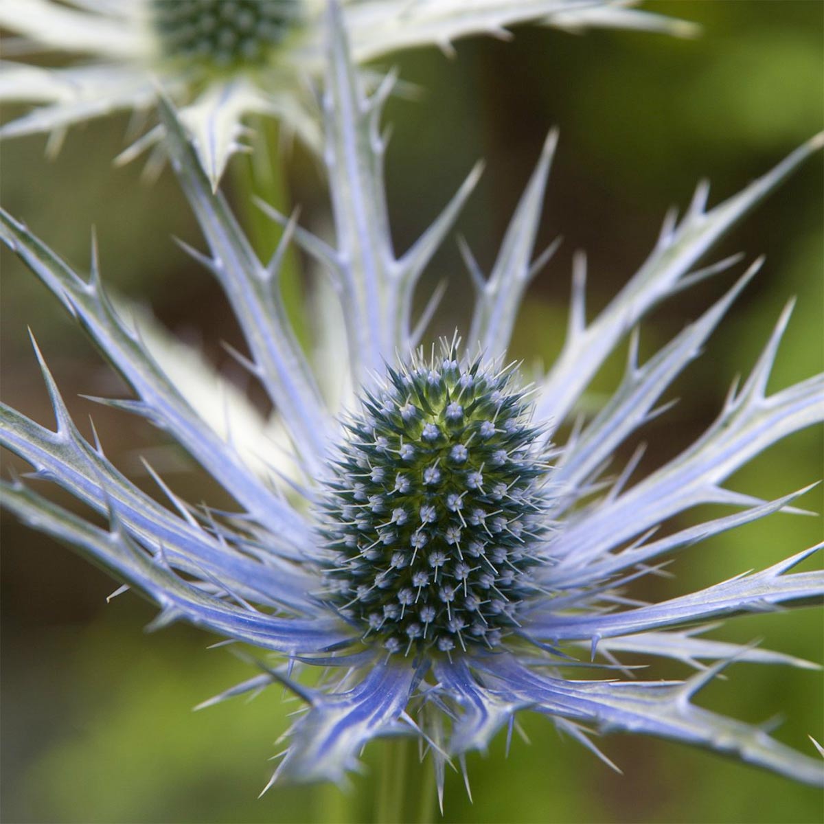 Eryngium x zabelii 'Jos Eijking'