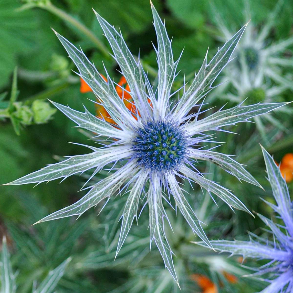 Eryngium x zabelii 'Jos Eijking'