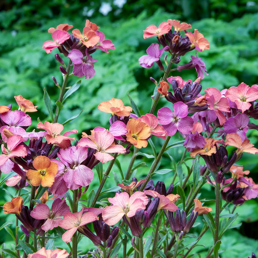 ERYSIMUM 'Constant Cheer'