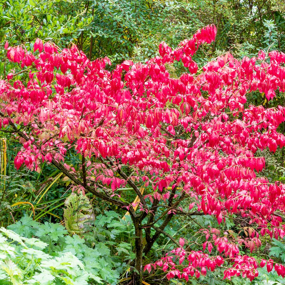 Euonymus alatus Compactus