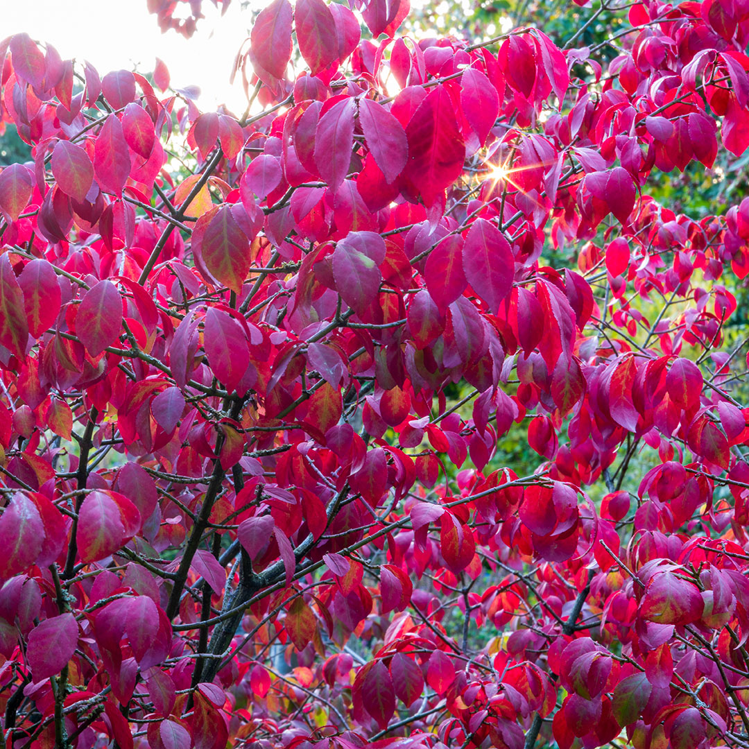 Euonymus alatus 'Compactus'