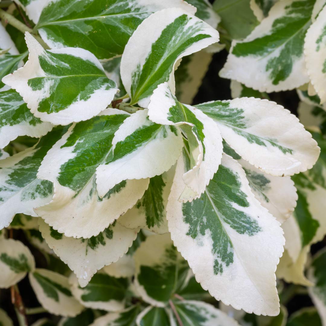Euonymus fortunei radicans 'Emerald Gaiety' close up
