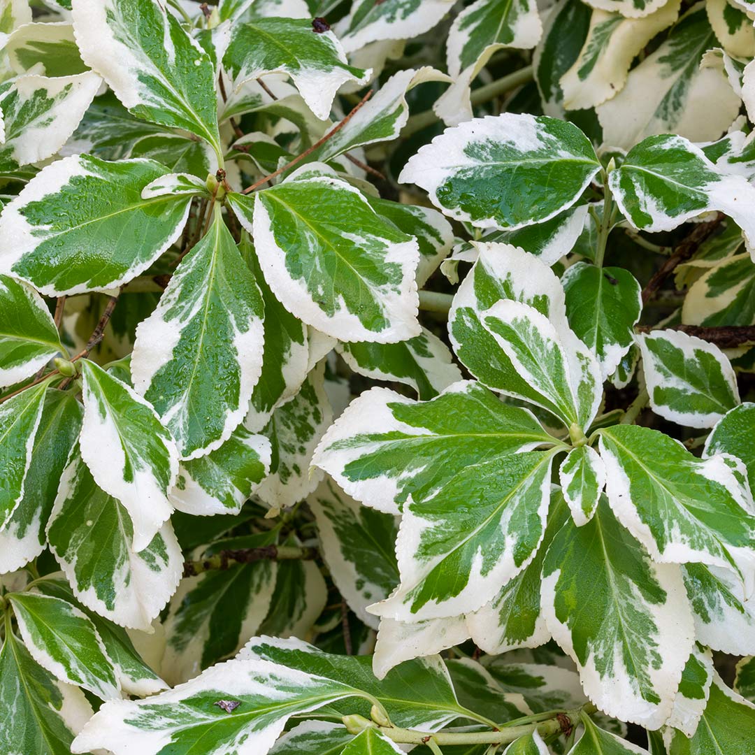 Euonymus fortunei radicans 'Emerald Gaiety'