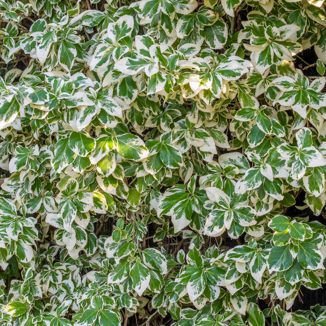 Euonymus fortunei radicans Emerald Gaiety