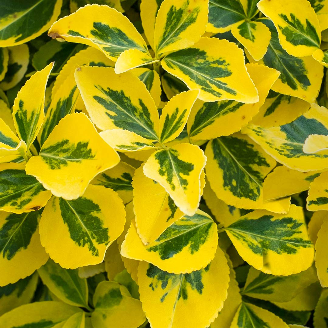 Euonymus fortunei radicans 'Emerald & Gold'