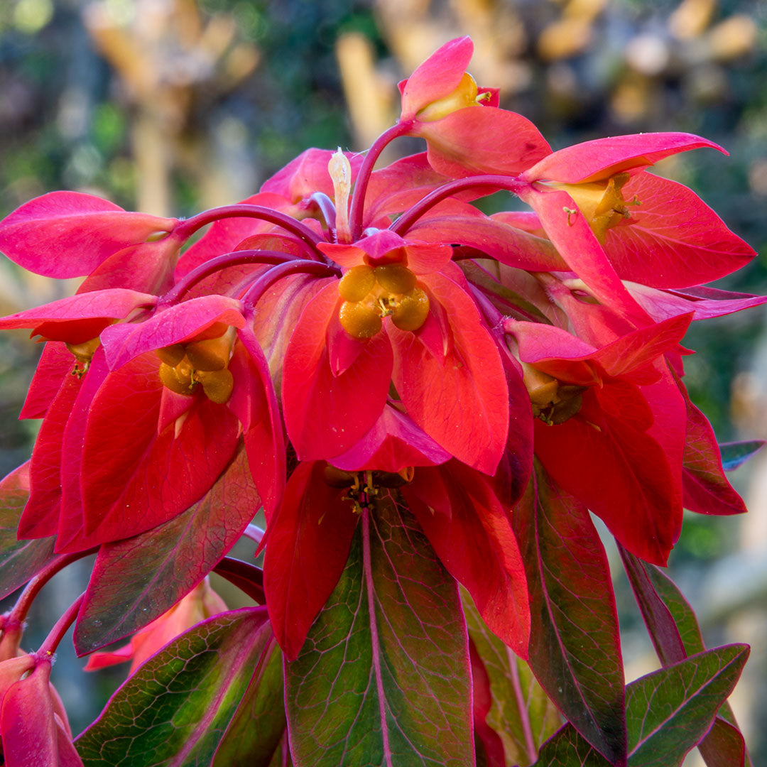 Euphorbia griffithii 'Fireglow'
